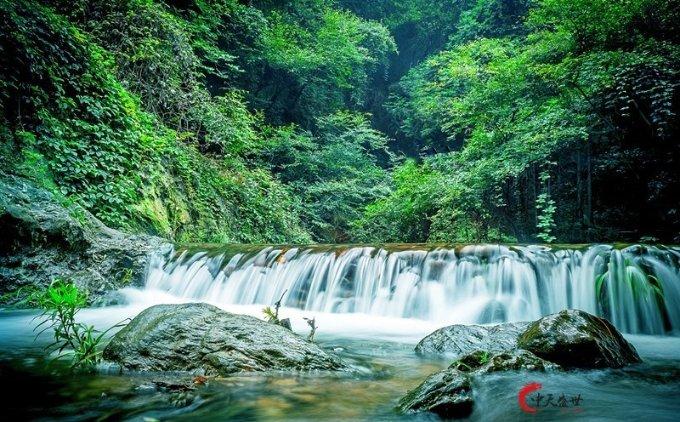 沙皮狗逃离